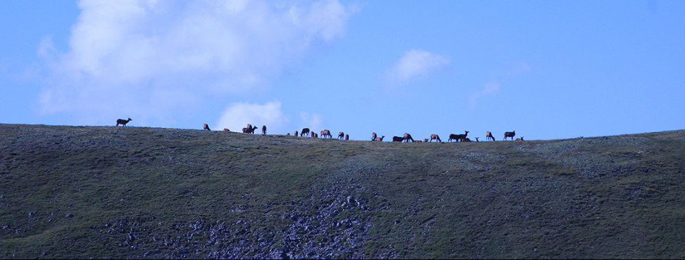 Herd of elk