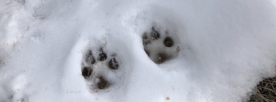 Mount Falcon Animal Tracks