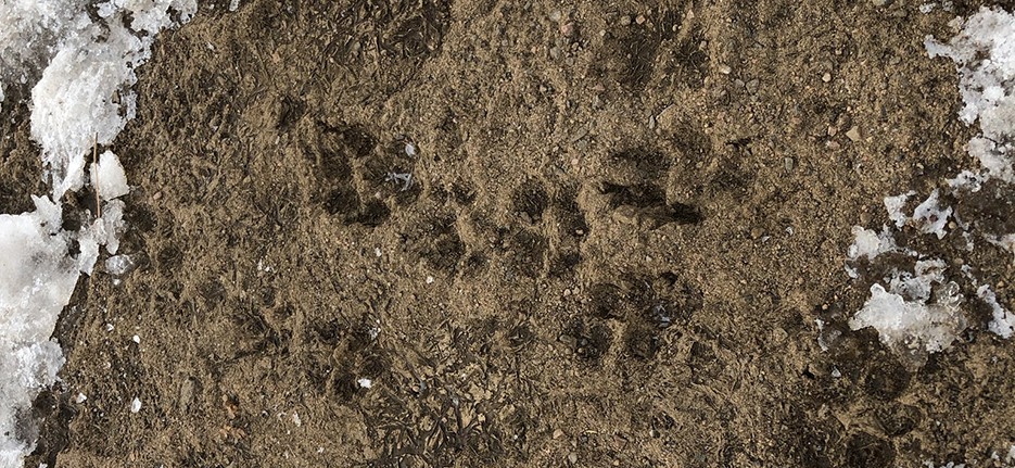 Mount Falcon Animal Tracks