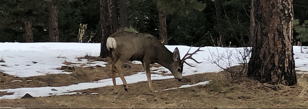 Mount Falcon White Tail Buck