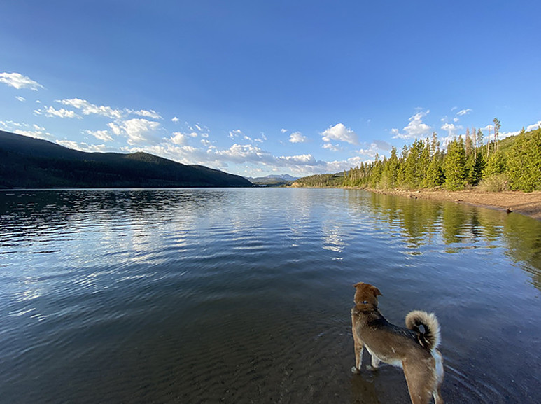 Ranger enjoying Lake Dillon