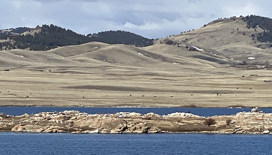 Seagulls on Eleven Mile Reservoir